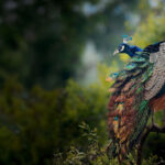 Peacock in tree with tail down