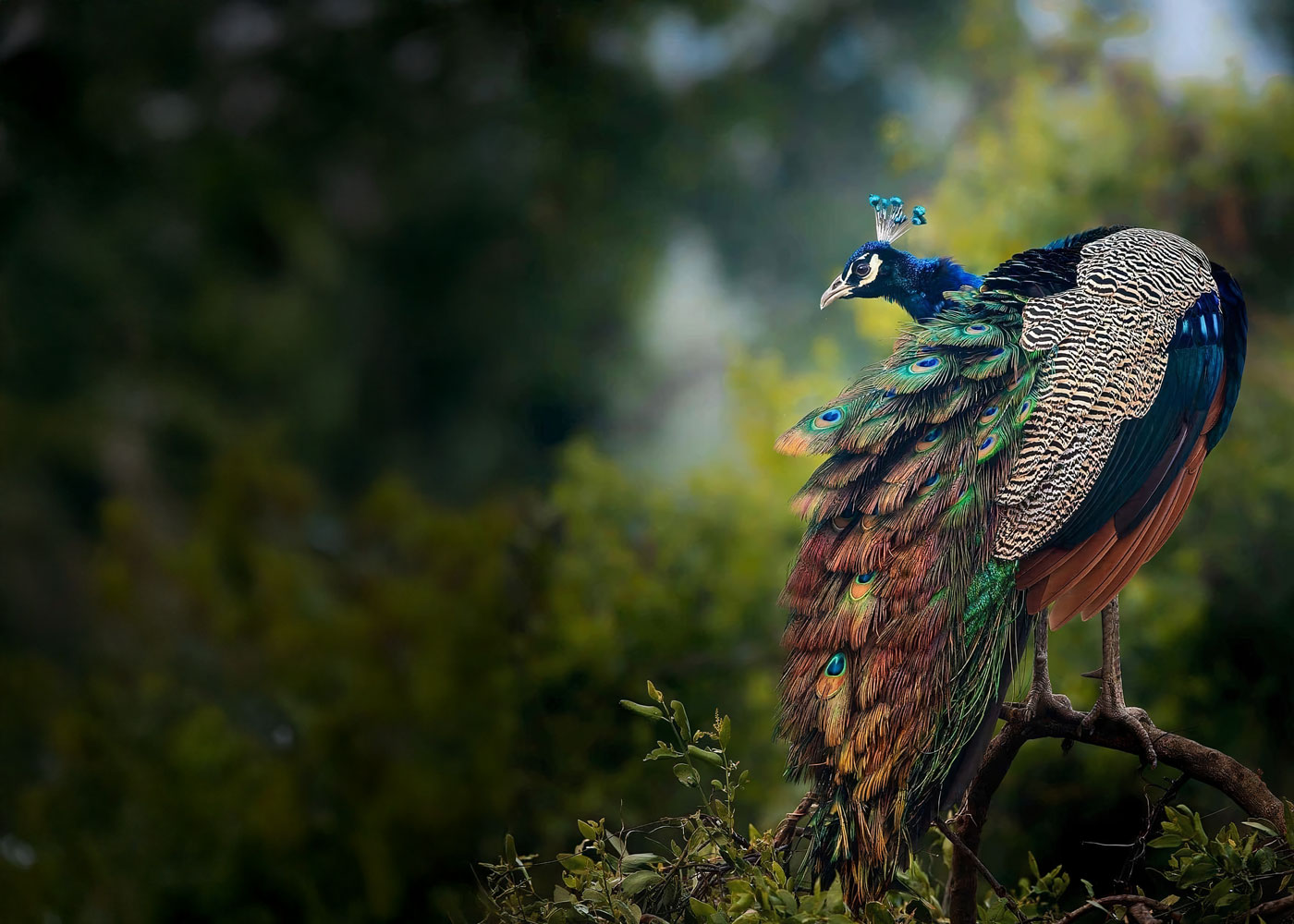 The Confidence Myth – What no-one tells you