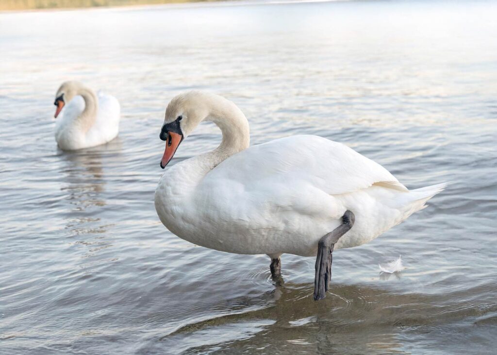 Swan lifting foot out of water