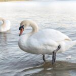 Swan lifting foot out of water